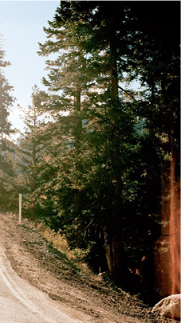 Sunlight filtering through tall evergreen trees along a dirt road, with a white post marker visible on the left side and mountains in the misty background.