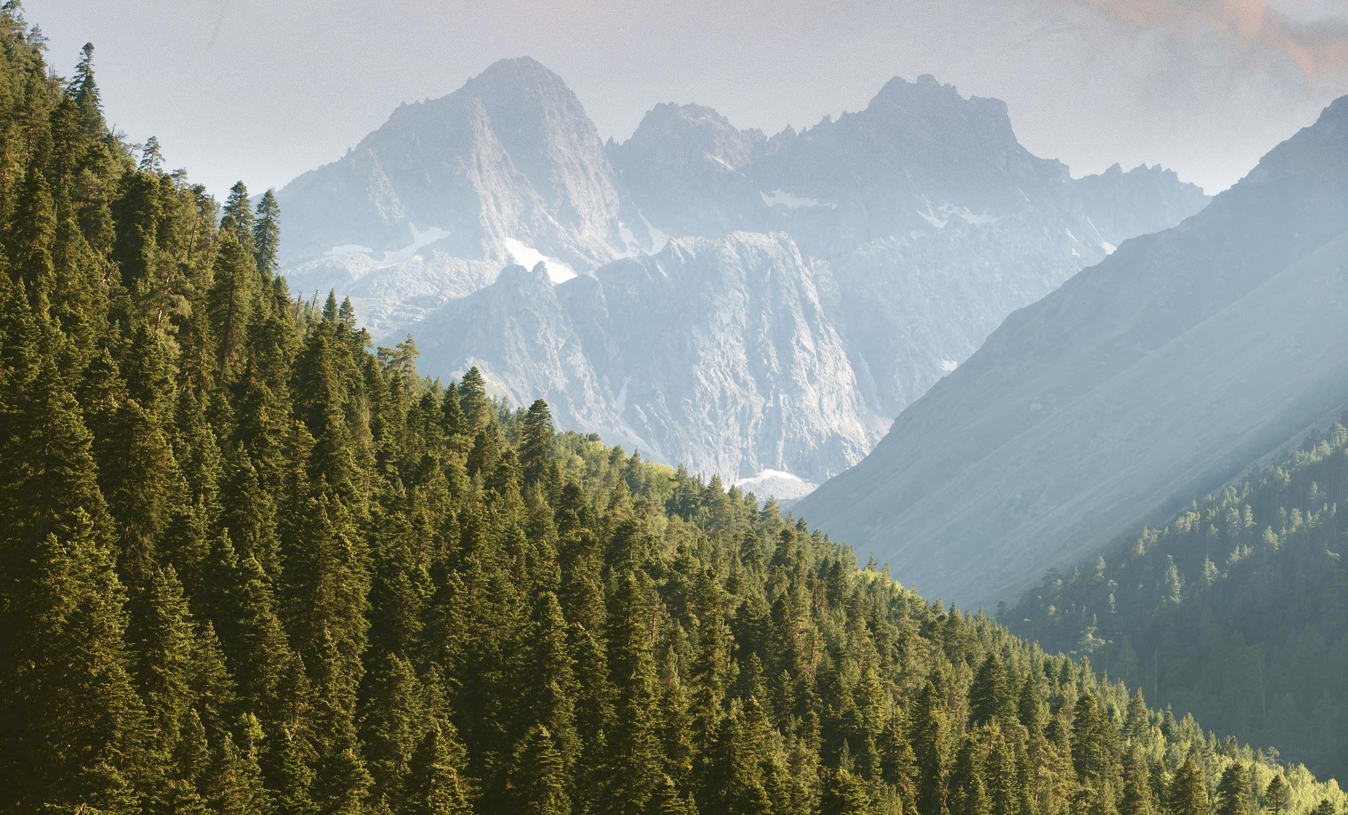 The European regulation against deforestation explained to brands