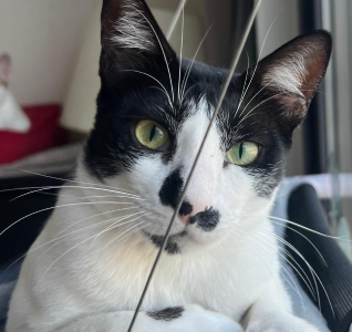 View kitty’s adoption profile