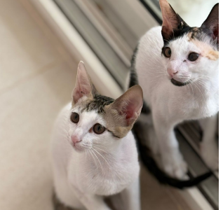 View kitty’s adoption profile