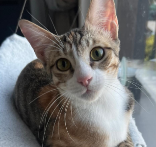 View kitty’s adoption profile