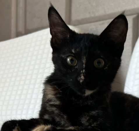 View kitty’s adoption profile