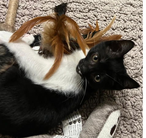 View kitty’s adoption profile