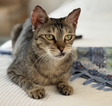 View kitty’s adoption profile