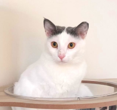 View kitty’s adoption profile