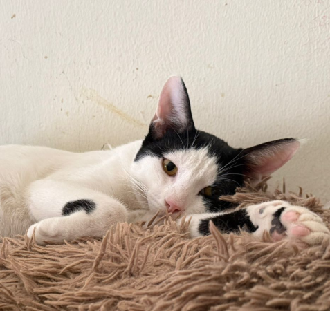 View kitty’s adoption profile