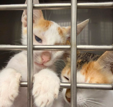 View kitty’s adoption profile