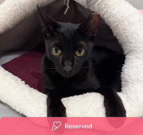 View kitty’s adoption profile
