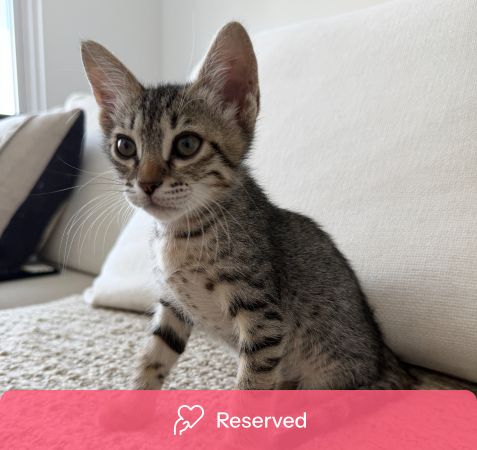 View kitty’s adoption profile
