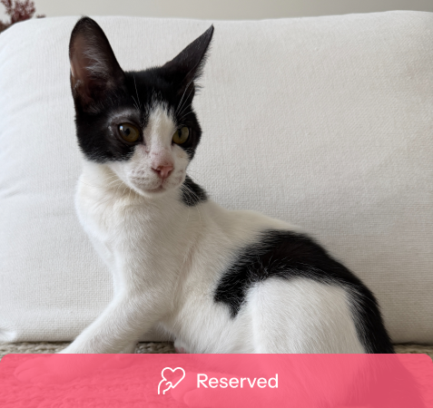 View kitty’s adoption profile