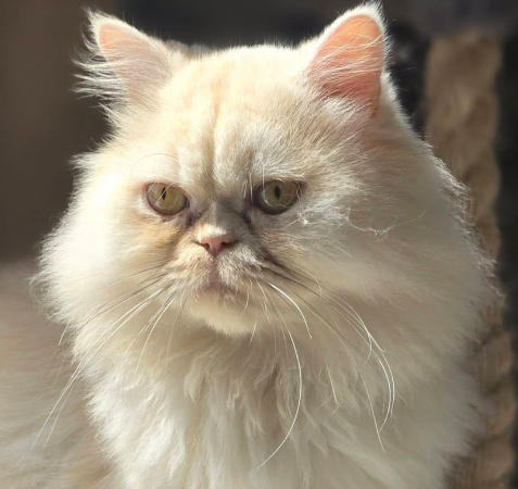 View kitty’s adoption profile