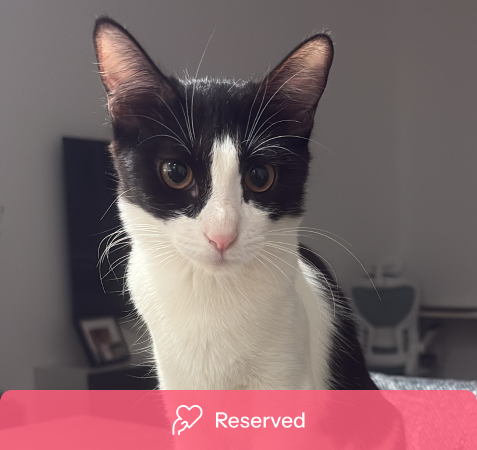 View kitty’s adoption profile