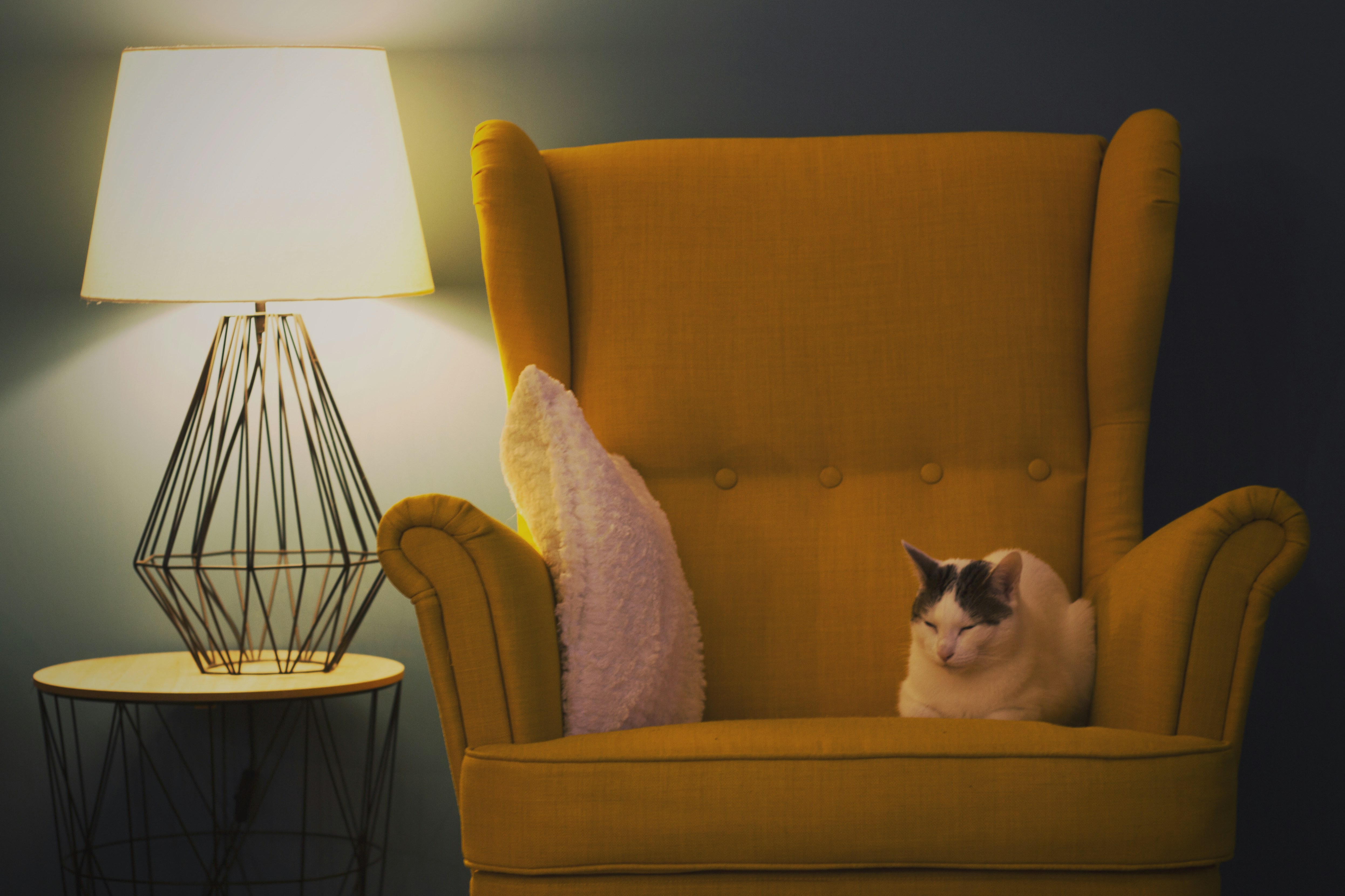 A cat curled up asleep in a cosy mustard-yellow armchair beside a warm lamp