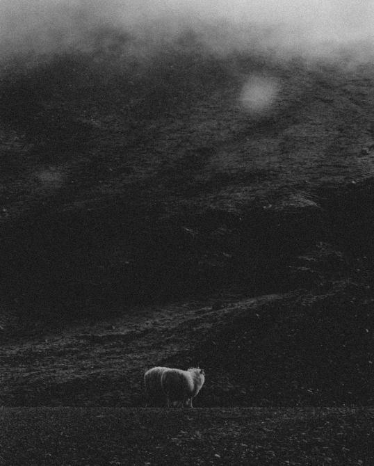 A black and white analog photography of two sheep in mountains took in Iceland 
