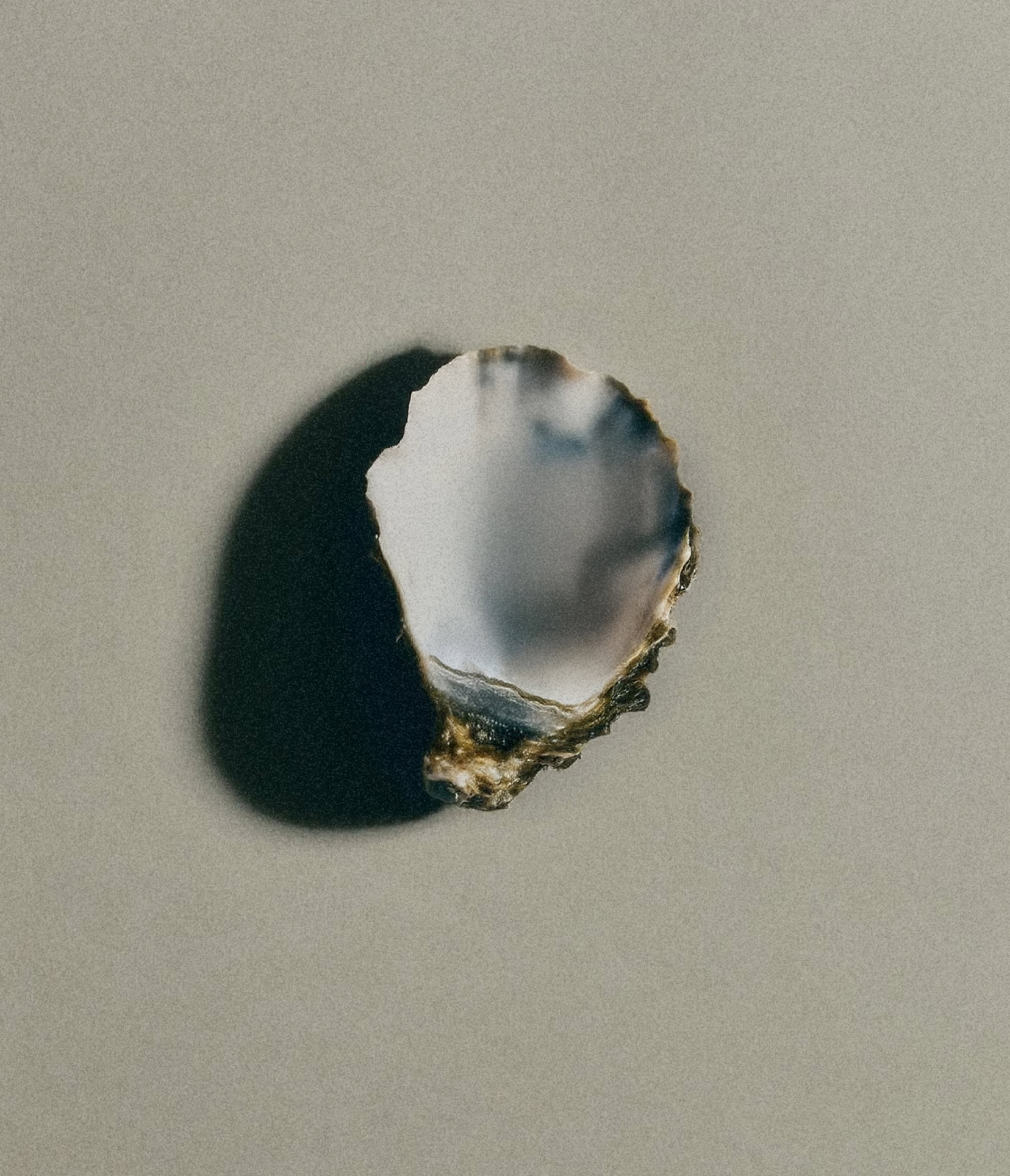 Oyster shell on grey background for Ostrea, materials from the sea brand