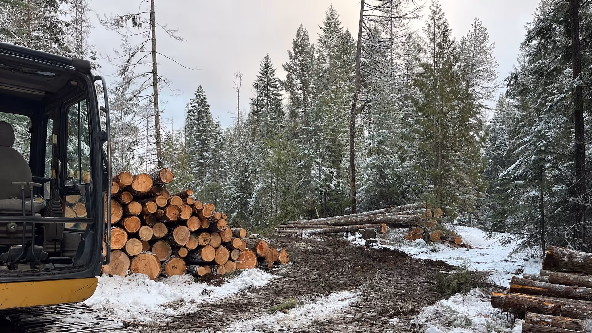 a pile of logs from a recent land clearing job