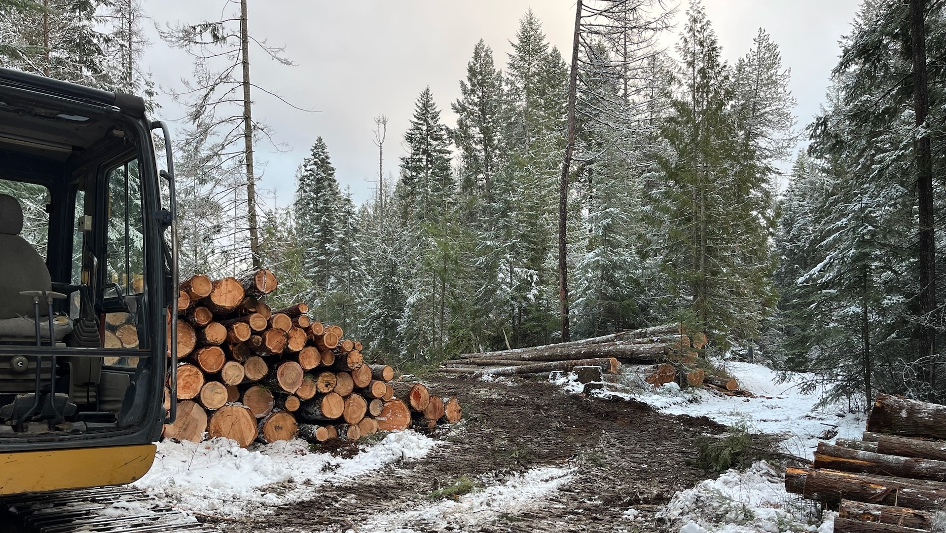 a pile of logs from a recent land clearing job