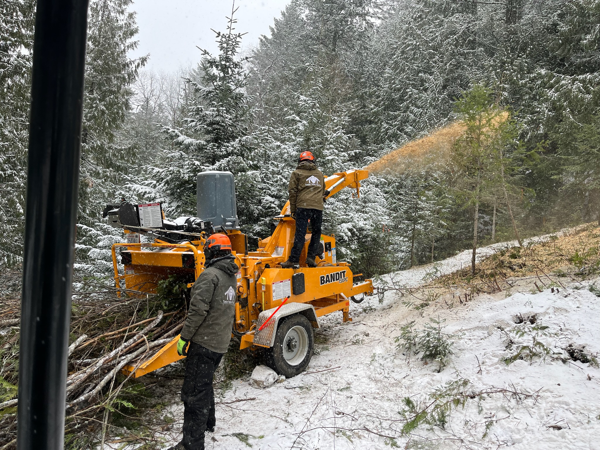 A tree technician team running brush into a wood chipper