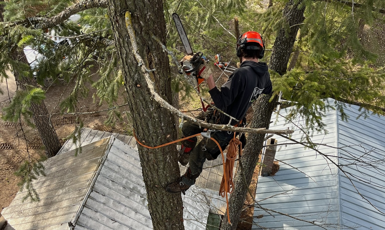 Tree Trimming