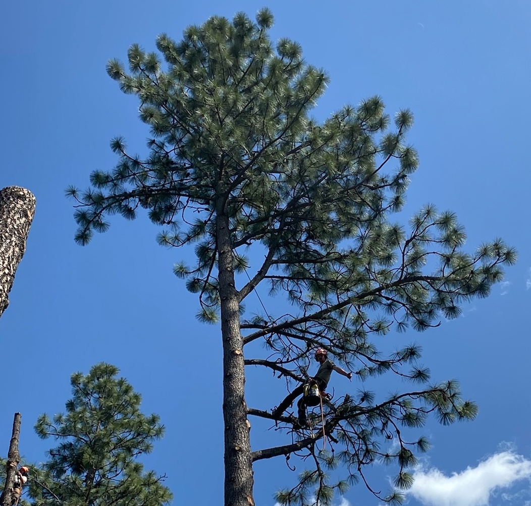 Tree Trimming & Pruning in North Idaho