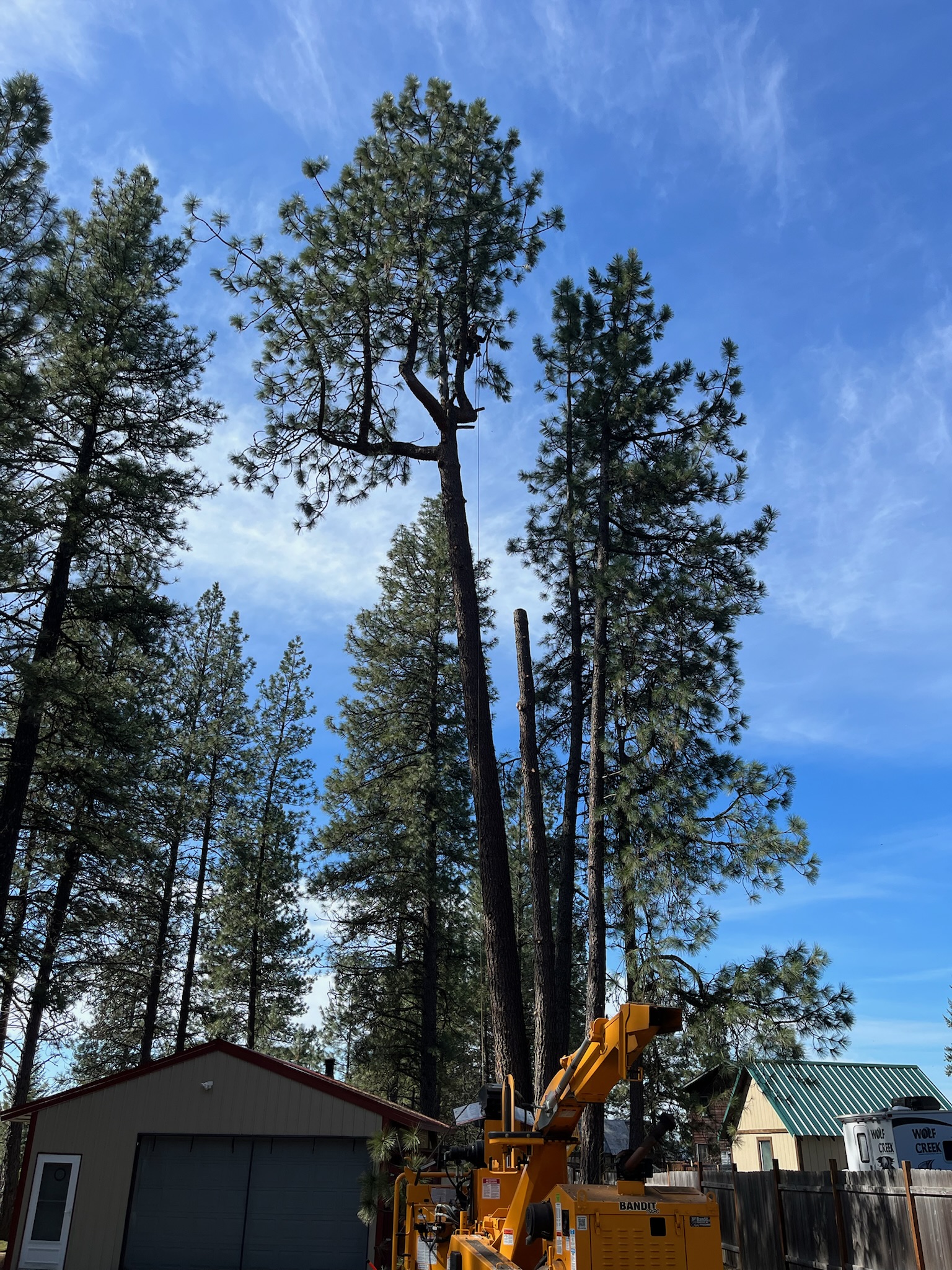 Tree Trimming & Pruning in North Idaho