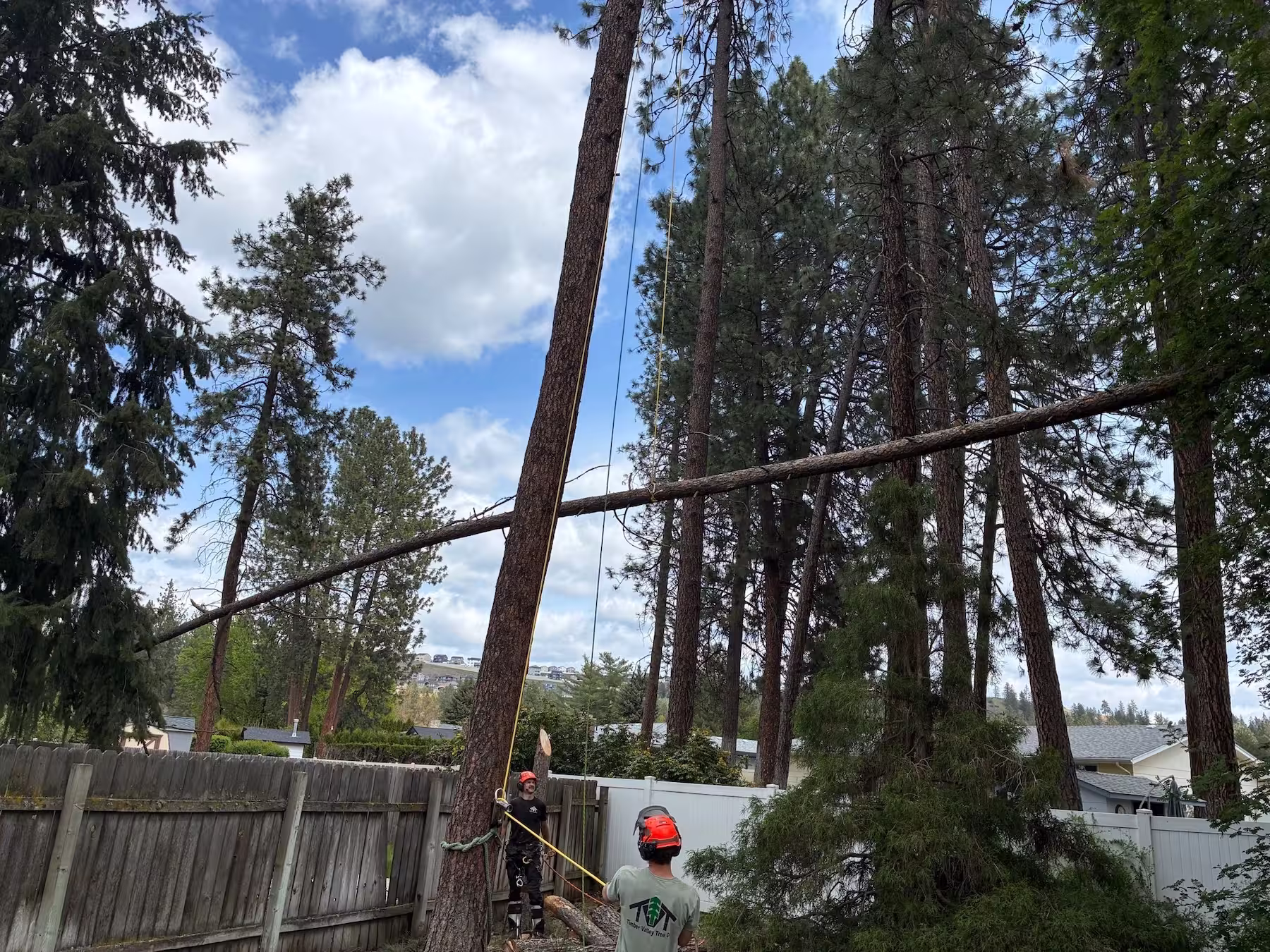 Downed Trees and Bark Beetles: What North Idaho Property Owners Should Do This Summer
