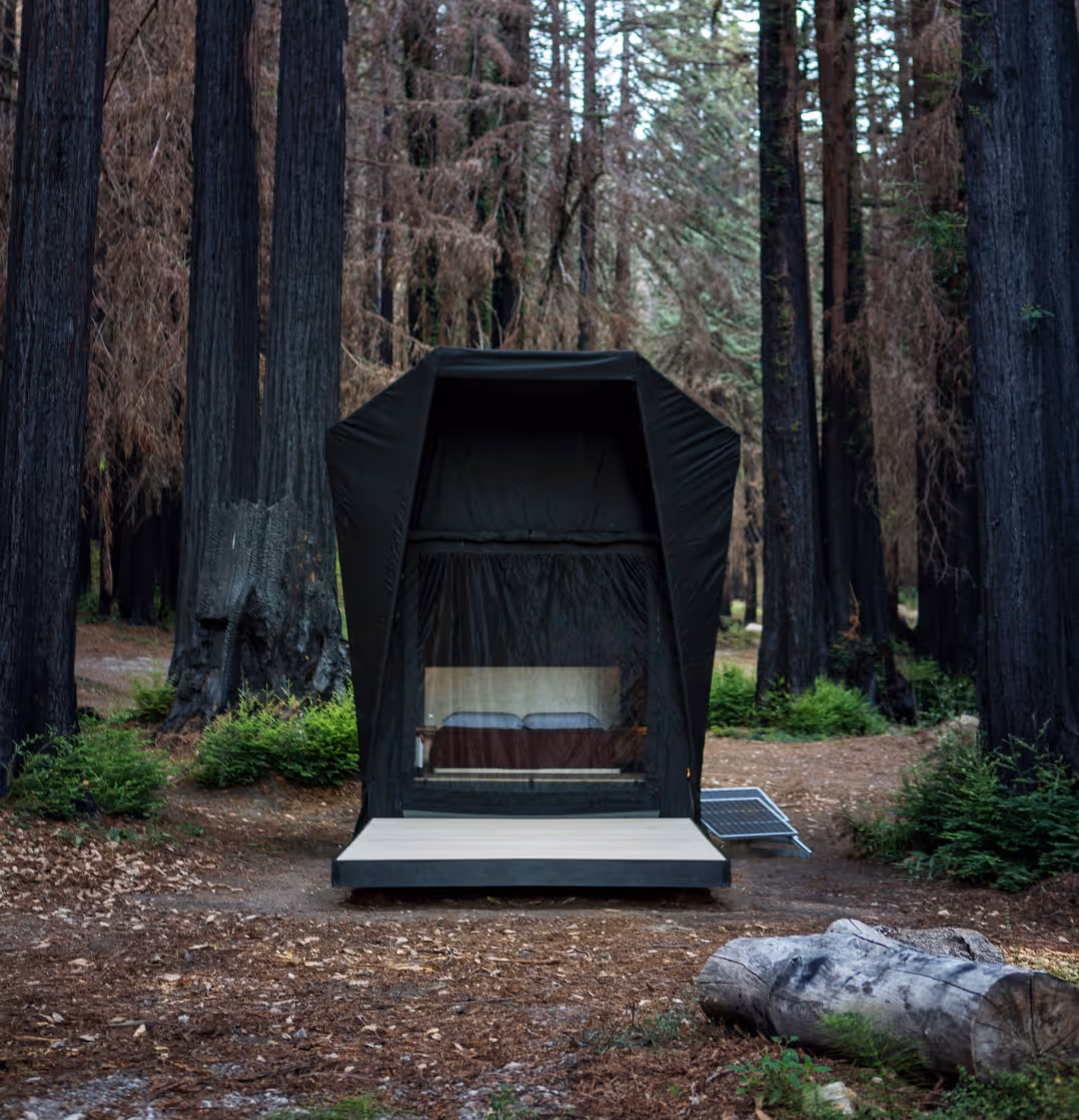 Jupe in the Redwoods