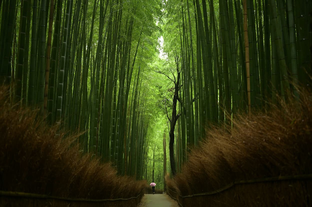 An image of the famous green bamboo forest groves in Arashiyama, Kyoto. With light brown plants in the foreground, the green bamboo creates a ceiling above the walkway and continues lining the path as far as the image can see.