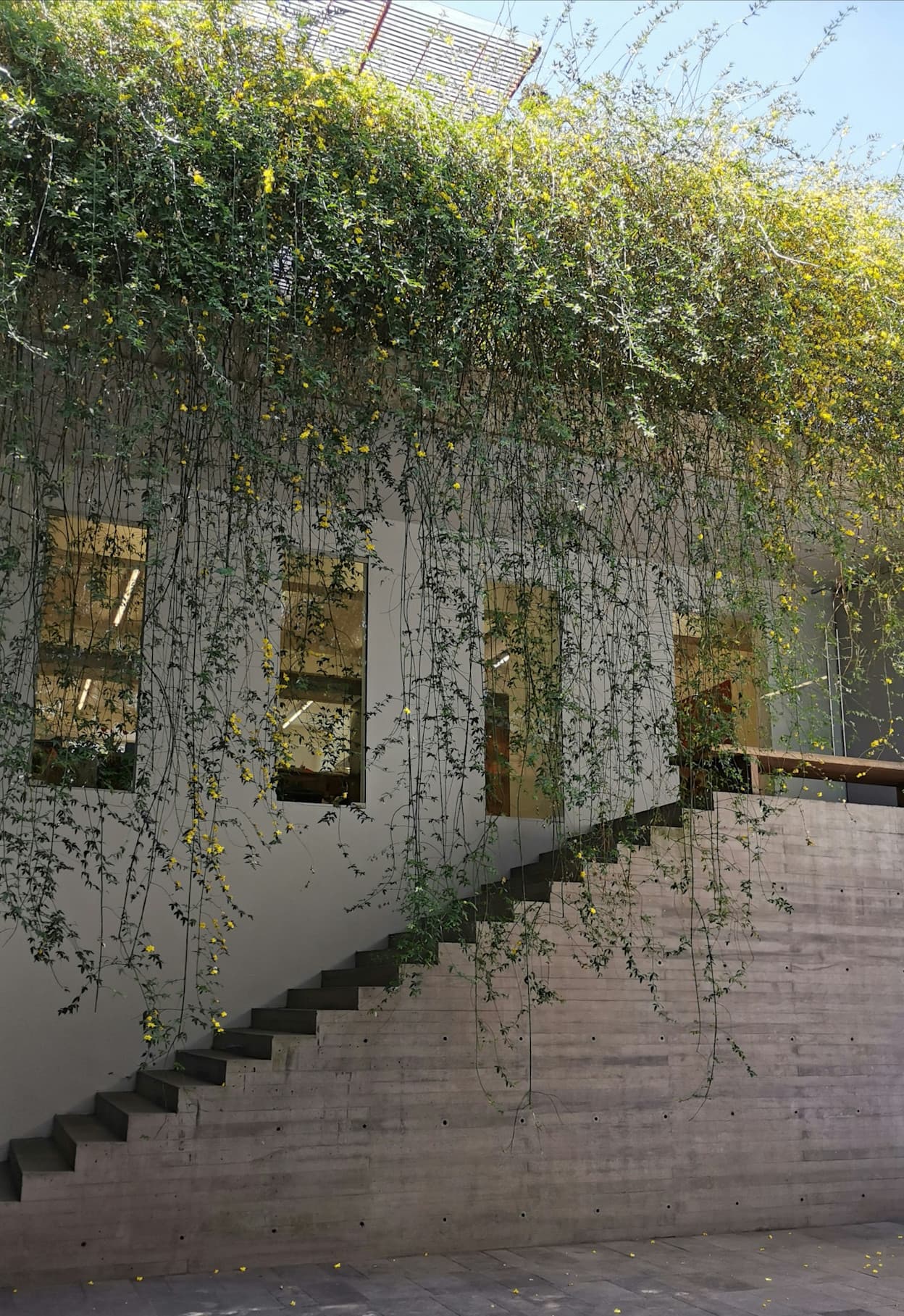 Modern cement staircase with green vines and plants on the roof in the San Miguel Chapultepec neighborhood, Mexico City 