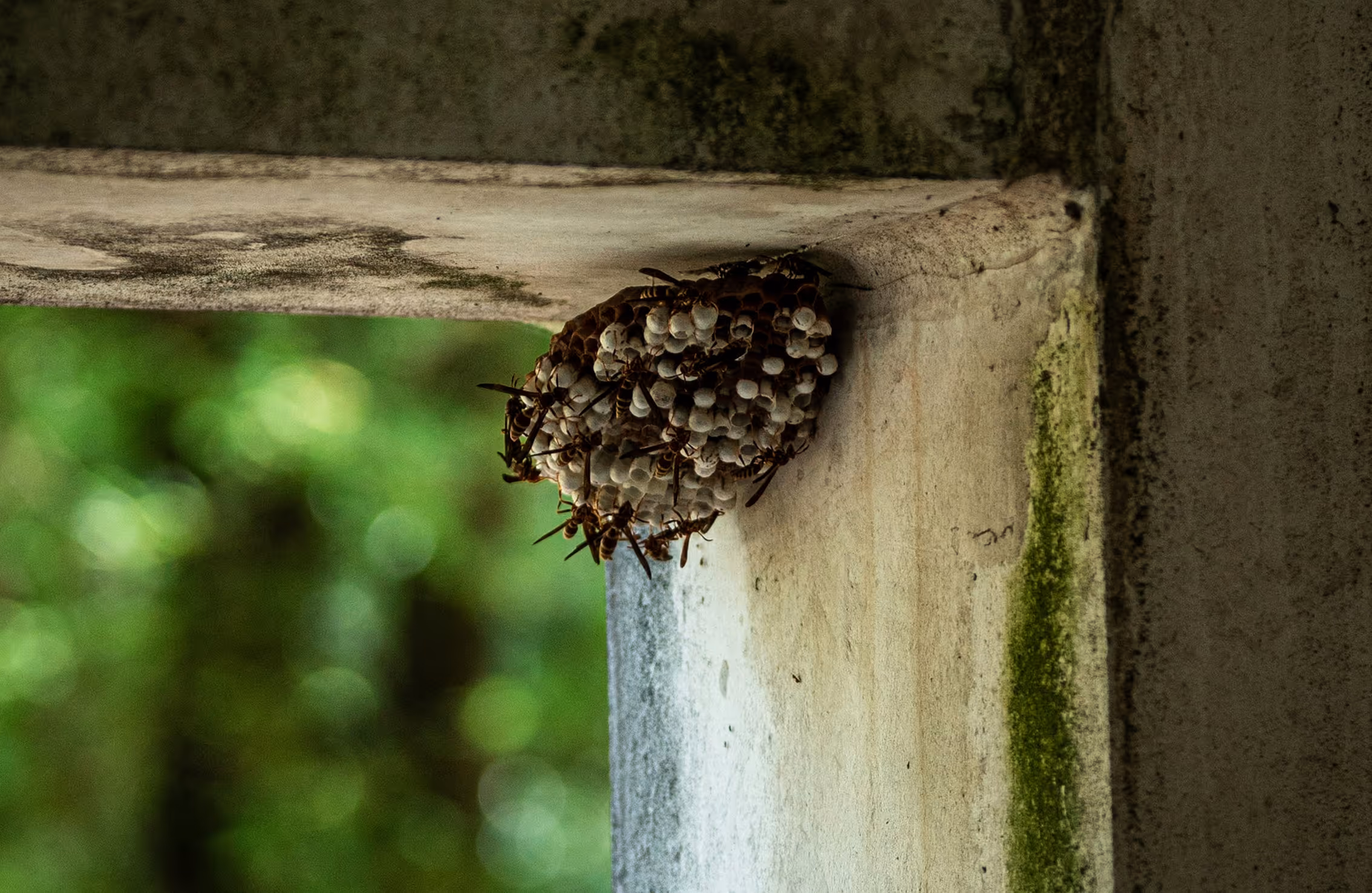 Wespennest