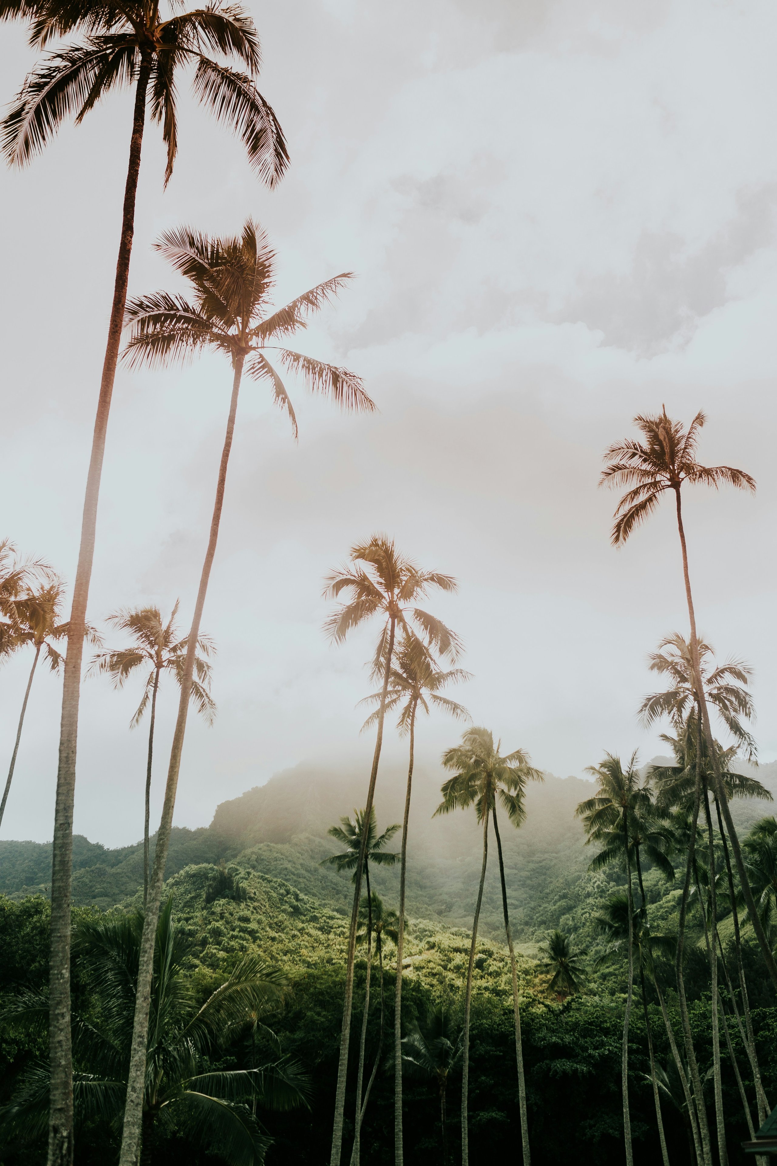 Tall palm trees in front of lush green mountains under a cloudy sky.