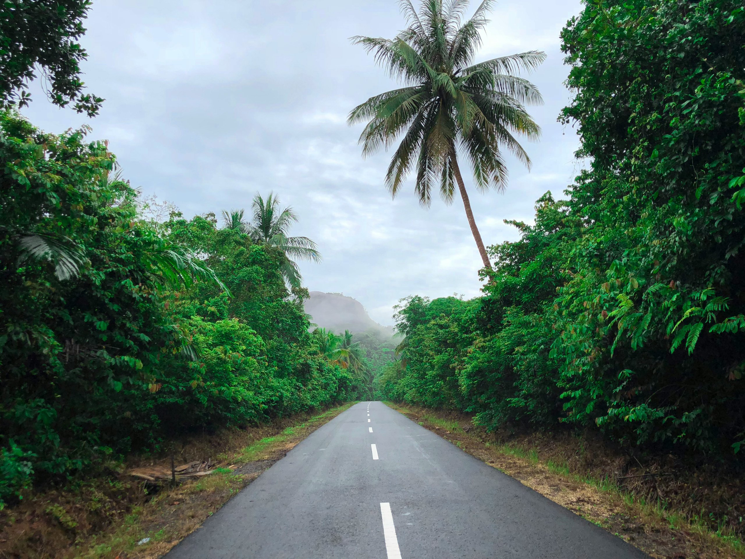 Paved road flanked by dense green tropical vegetation and palm trees under a cloudy sky.
