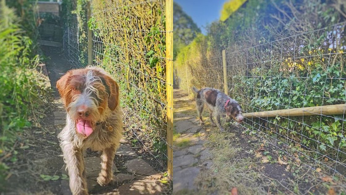 Dog-proof fencing installed along a garden path, with a wire mesh fence keeping pets safe among trees and greenery.
