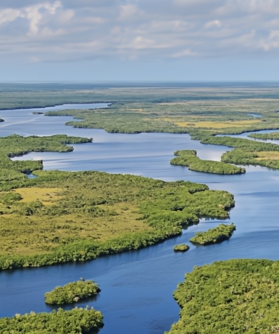 Excursiones a los Everglades: hidrodeslizadores, caimanes y aventura