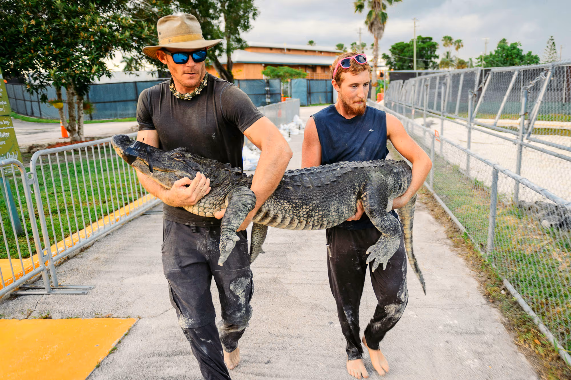 Alligator rescuers saving a big gator