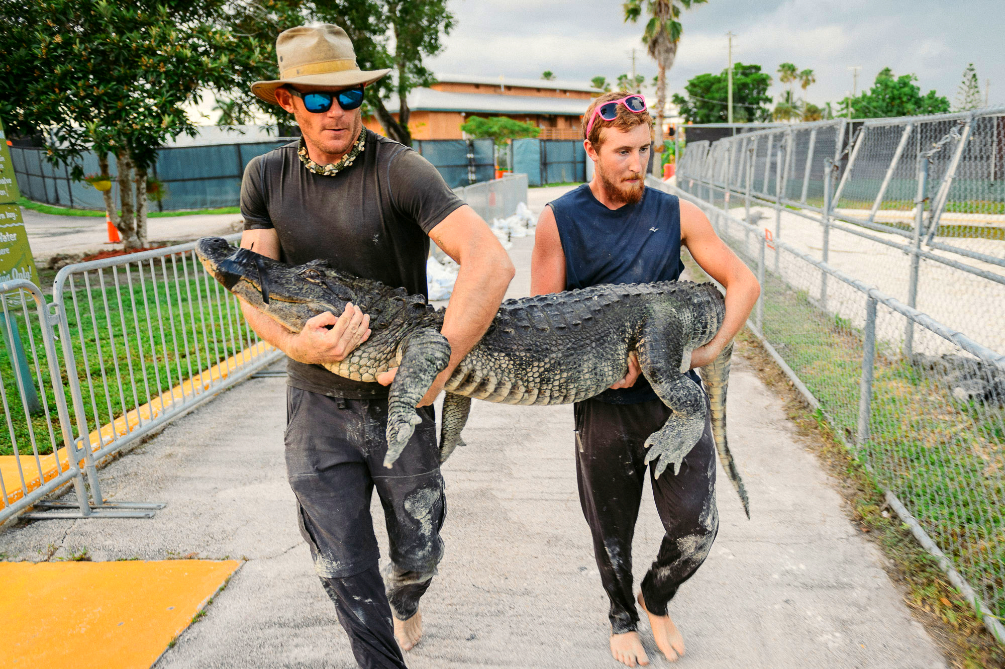 Alligator rescuers saving a big gator