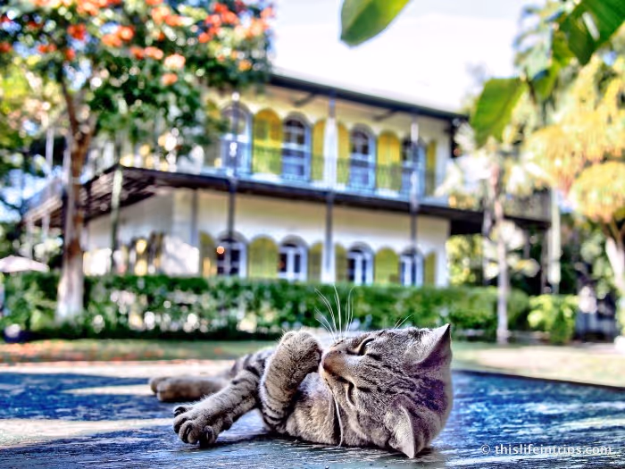 Polydactyl kitten napping at Hemingway House