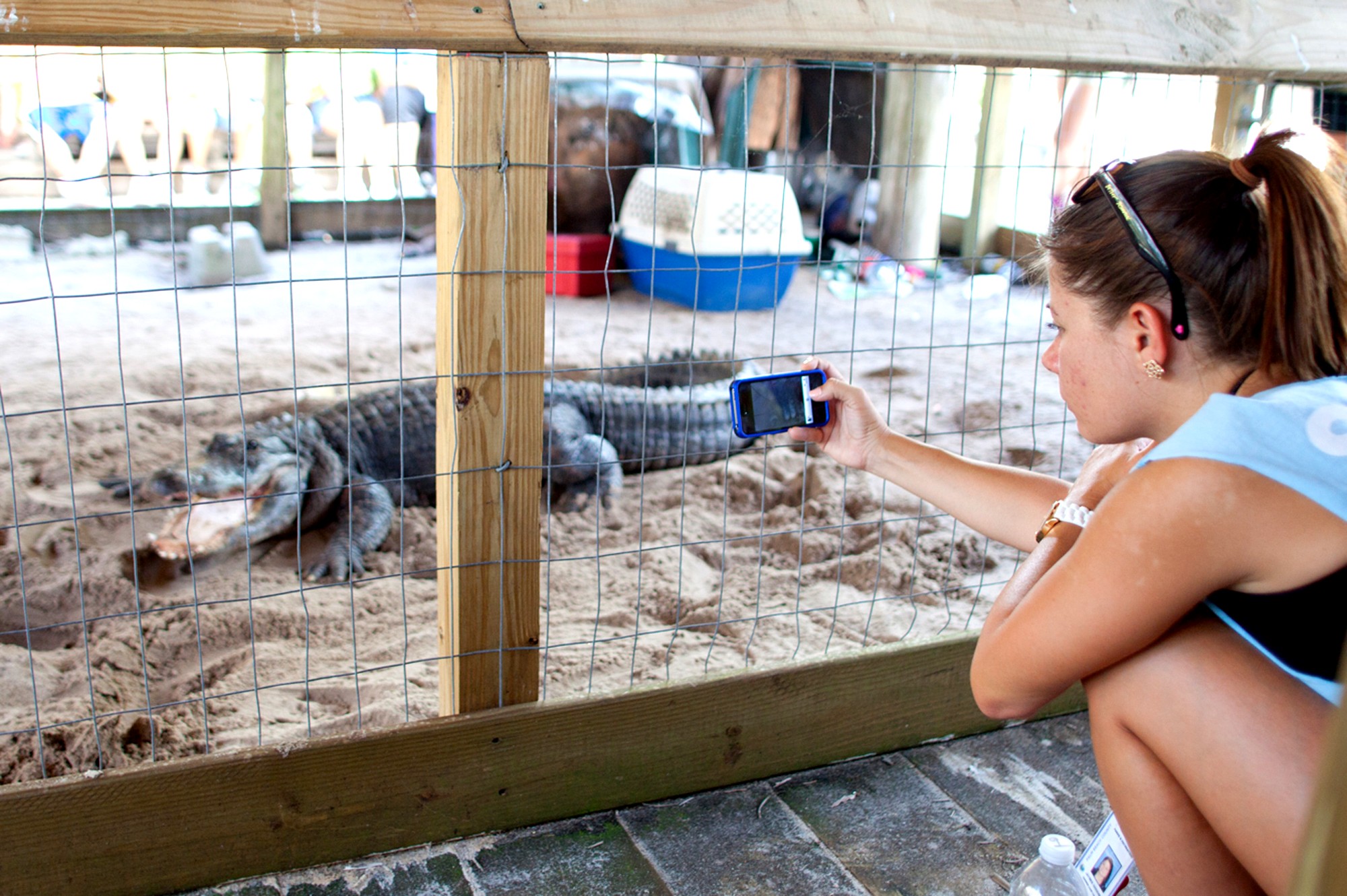 Young women taking a close up photo of an alligator
