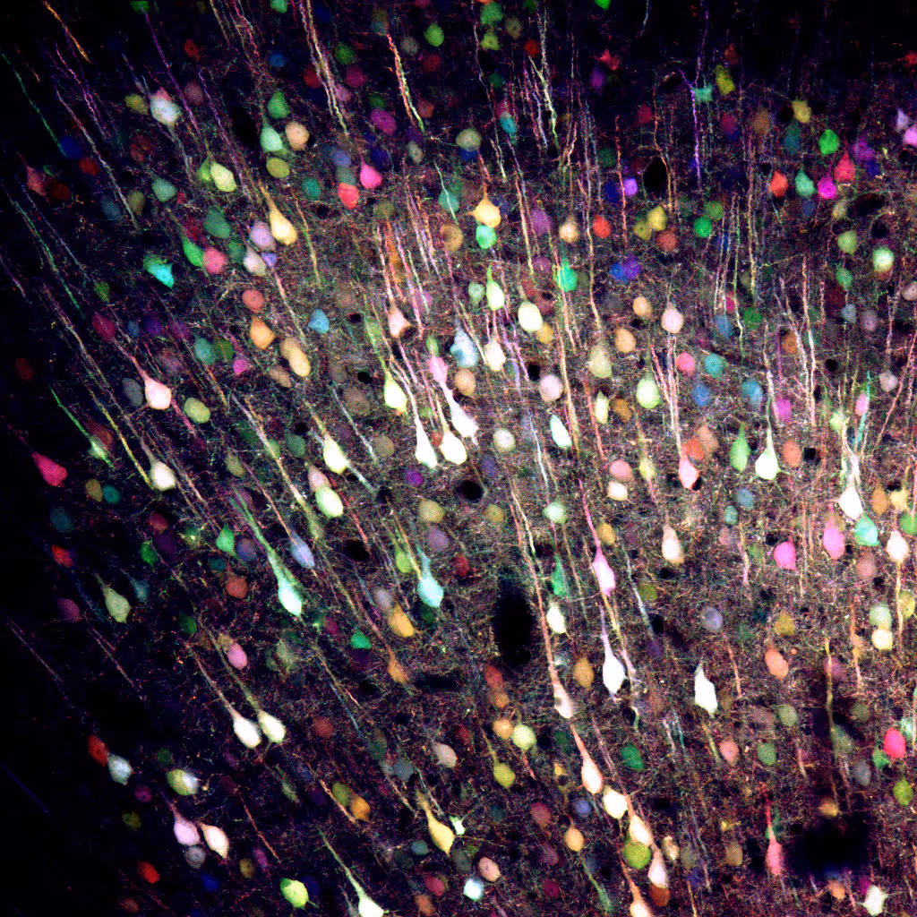 Multicolor fluorescence microscopy image showing densely packed neurons with cell bodies in various colors and extending projections