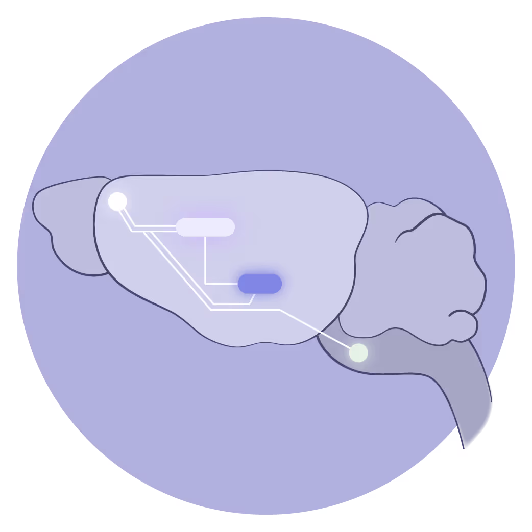 Side profile of rodent brain with white circuit pathways connecting regions and a purple highlighted area showing post-stroke neural reorganization