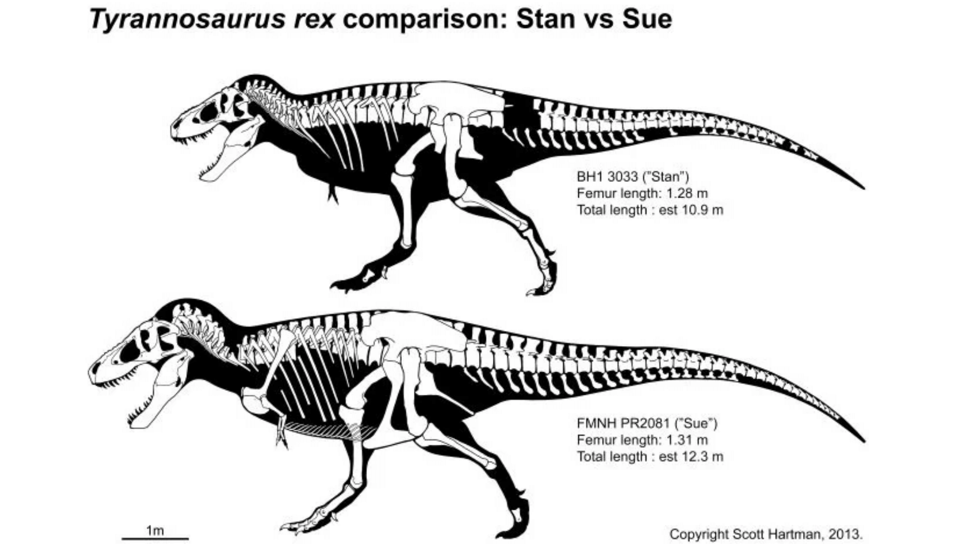 T. Rex fossil investment CFA