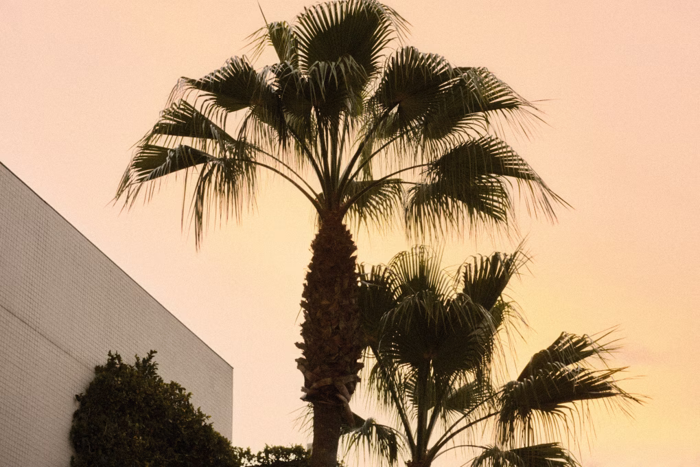 photo of palm tree