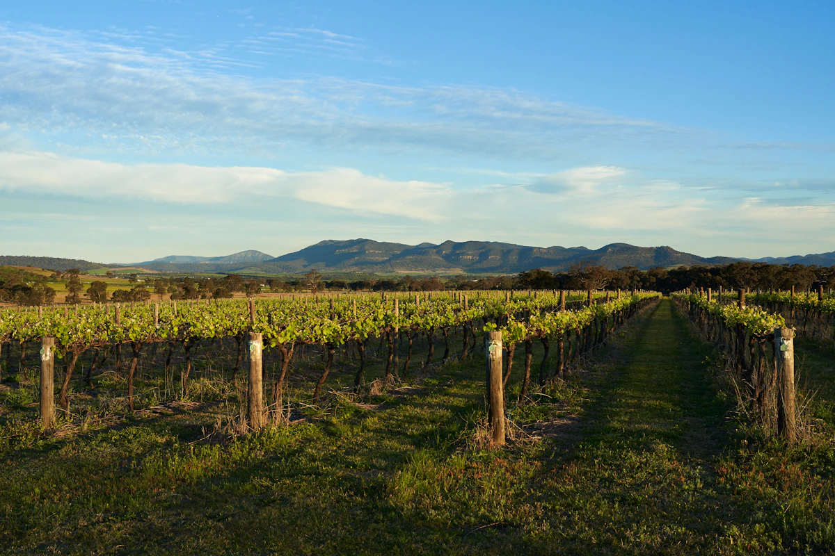Rows of grapevines with hills behind in the Hunter Valley