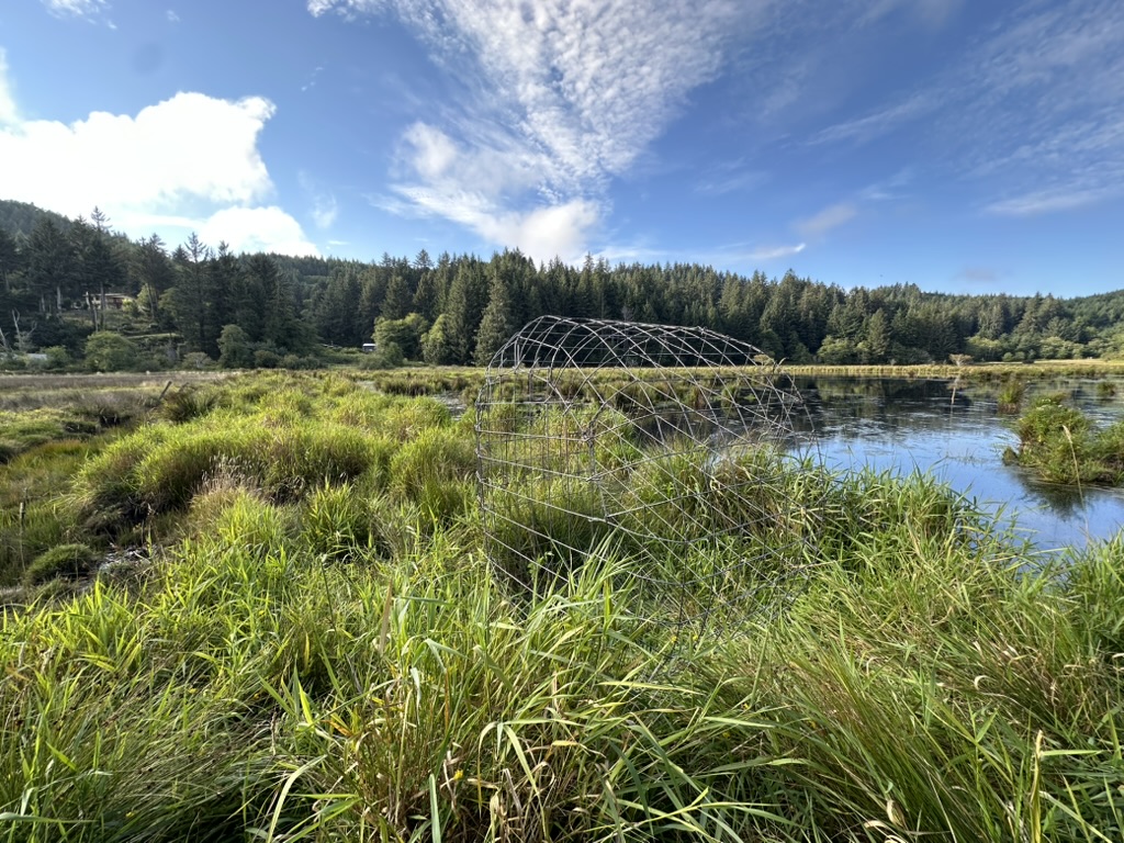 A culvert protection system beaver coexistence device in the portland oregon area