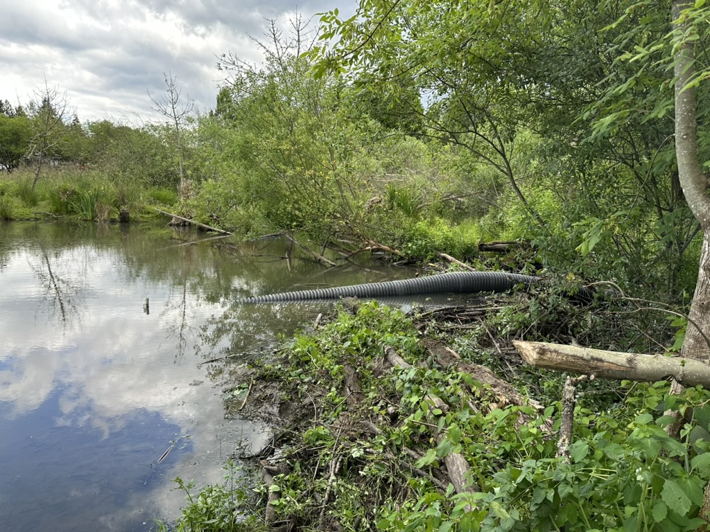 Tree Caging to protect the tree from beaver