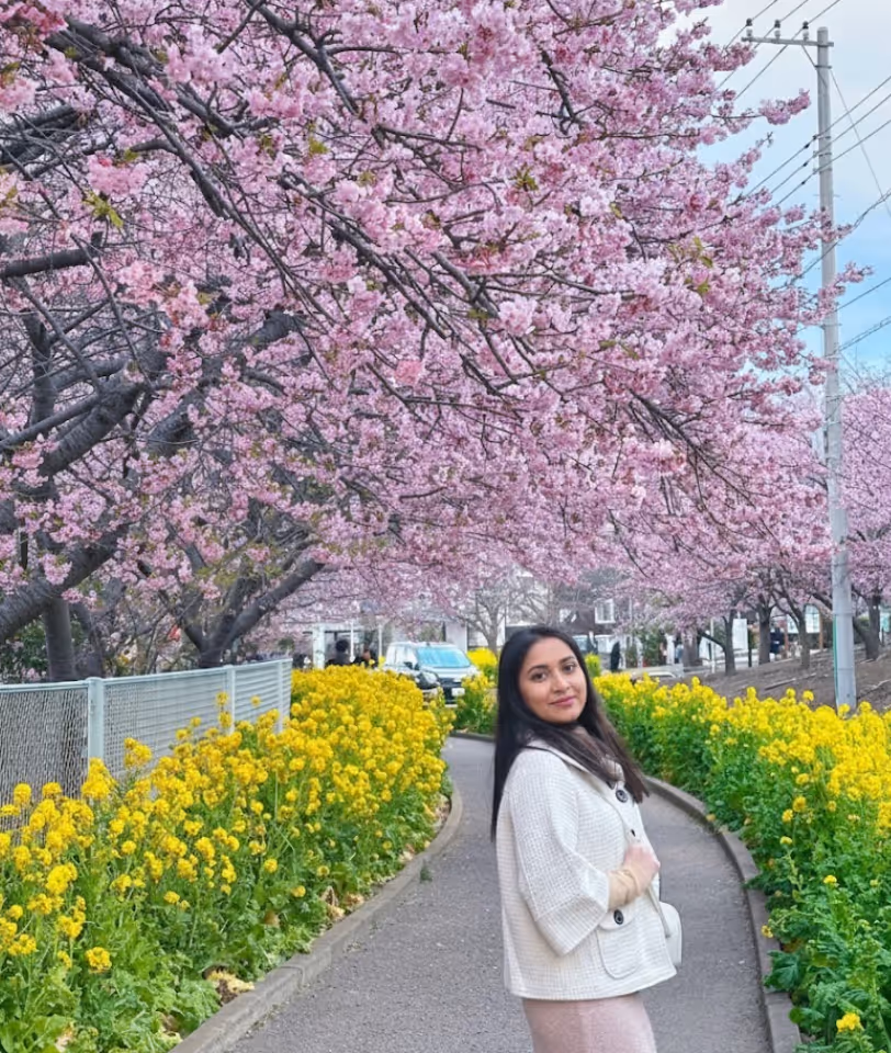 Cherry Blossom in Japan