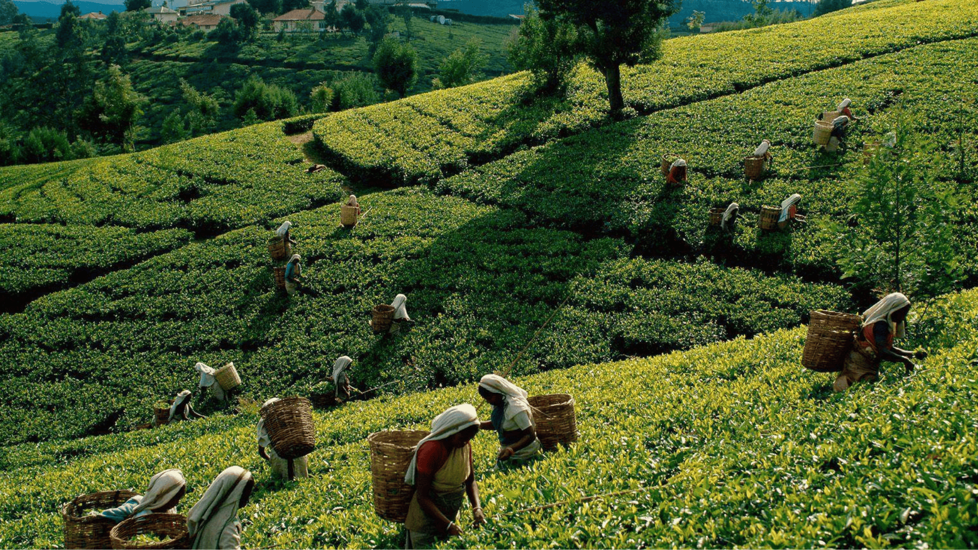 Cinnamon, Tea and Quiet Coastlines