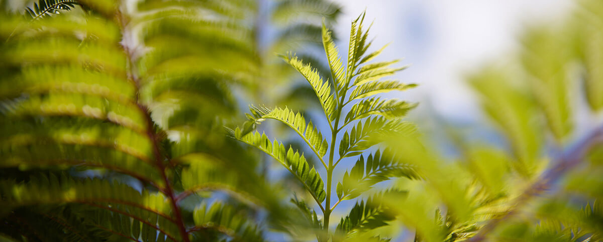 Close-up of green fern leaves with a blurred background of sky and foliage.