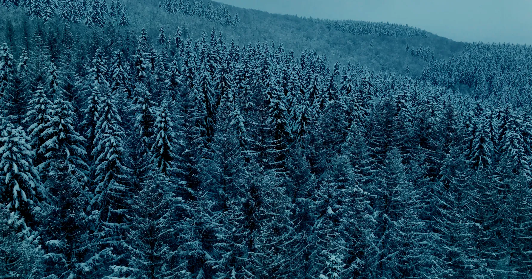 Verschneiter Tannenwald auf Hügeln unter einem bewölkten Himmel.