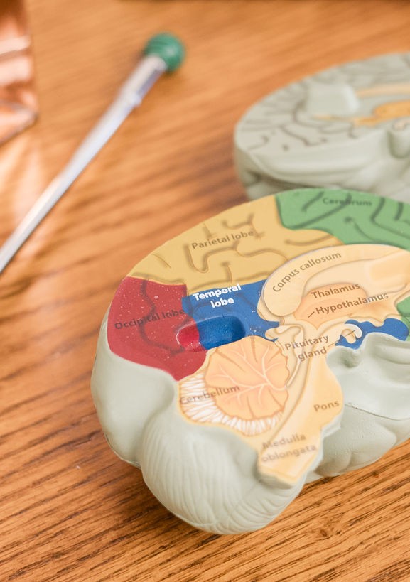Two plastic sectional brain models on a wooden table, showing labeled lobes and structures such as the frontal lobe, parietal lobe, occipital lobe, temporal lobe, corpus callosum, thalamus, hypothalamus, pituitary gland, cerebellum, pons, and medulla oblongata.